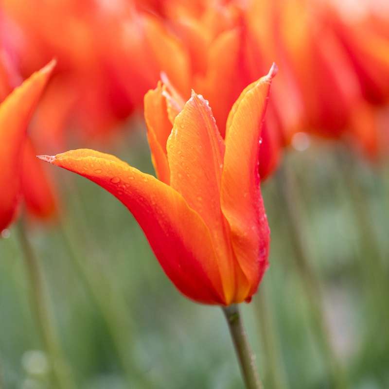 Tulipan 'Ballerina'